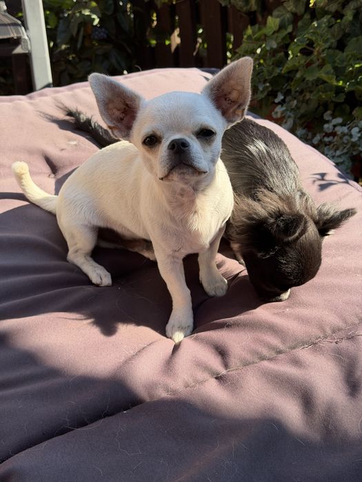 Chihuahua- FCI piesek