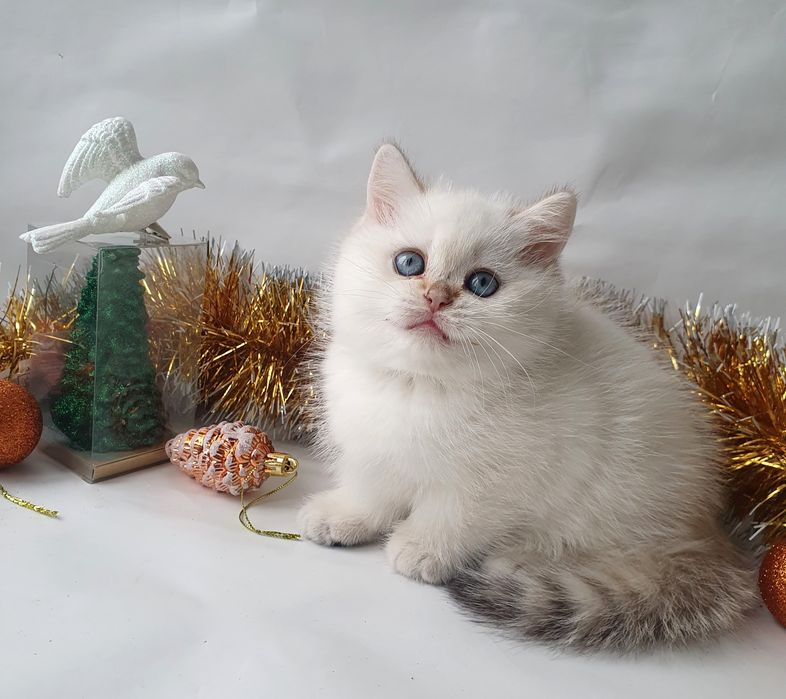 Киев котик клубный британец белый голубоглазый Кошенята котята котенок