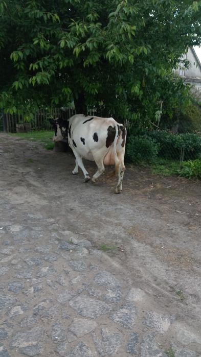 Продам корову 12 років