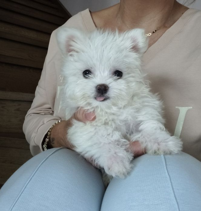 Maltańczyk szczeniak  mini- rodowód, chip