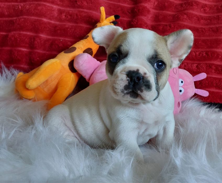 Bulldog francês bebé