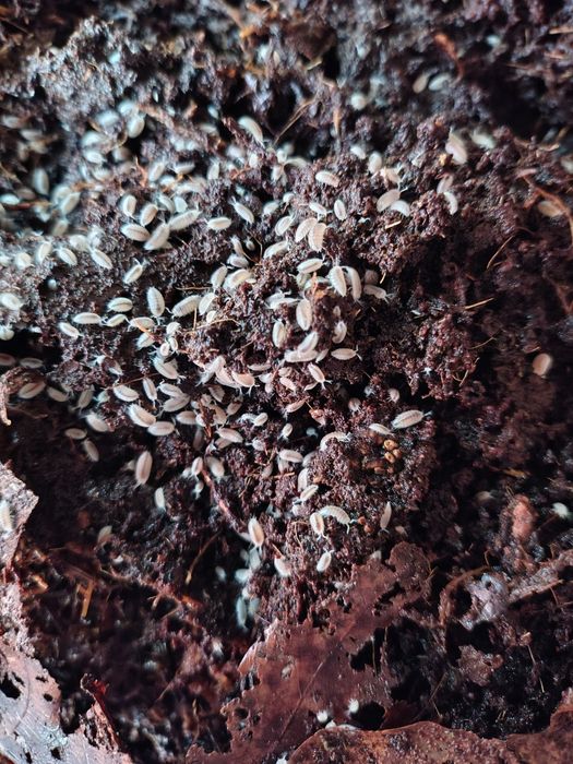 Живой корм, коллембола, гипоаспис, тетраселмис, дафния моина