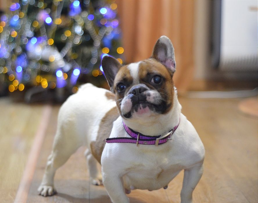 Французька леді .