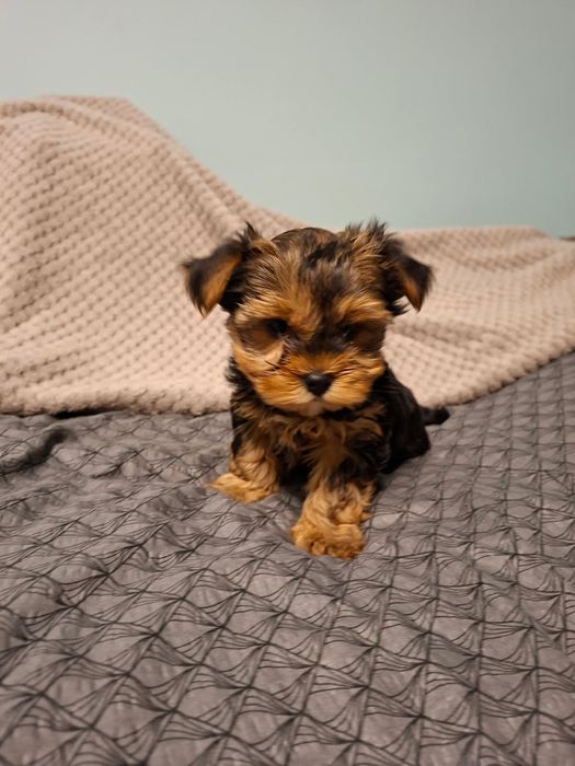 Yorkshire terrier miniaturka