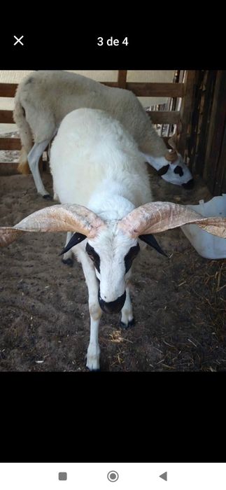Troco por cabras anã