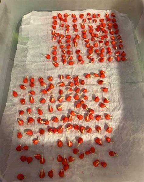 Kukurydza do siewu / ROSOMAK PIONEER