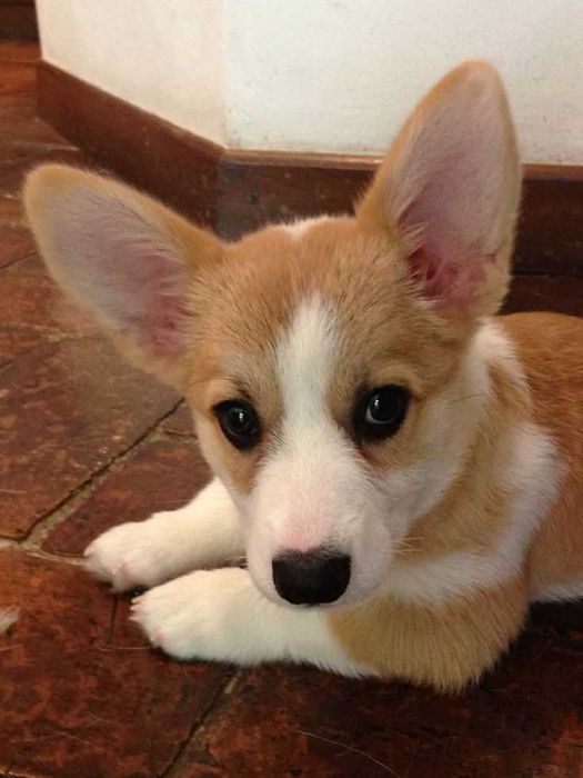 Малюки коргі 2 місяці