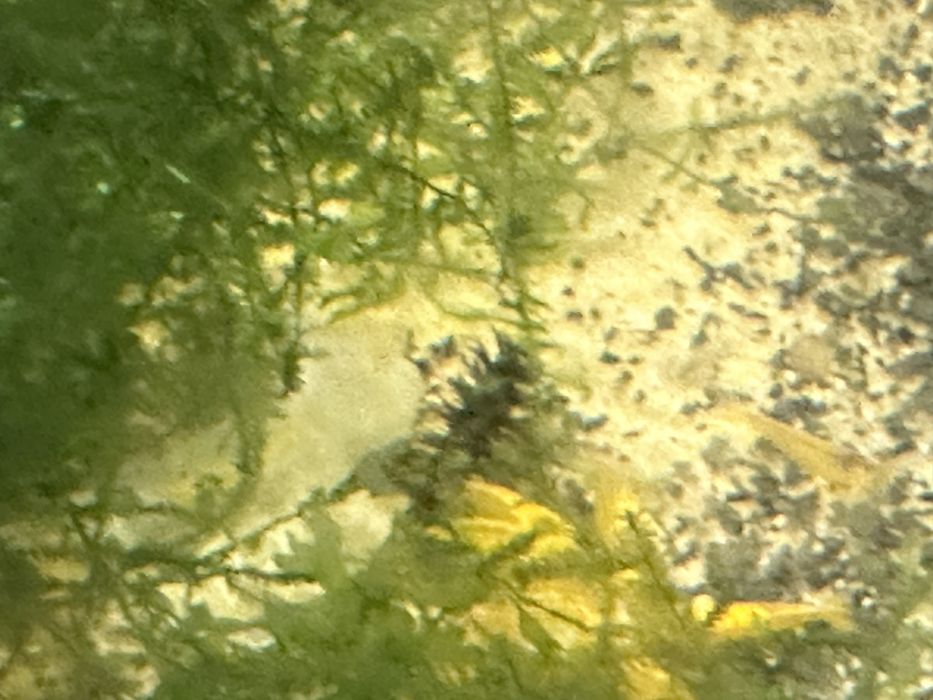 Krewetki neocaridina Yellow