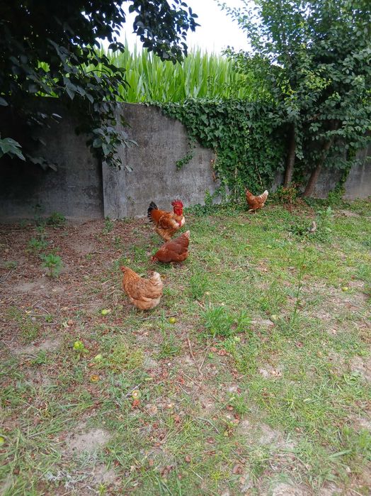 Galinhas poedeiras