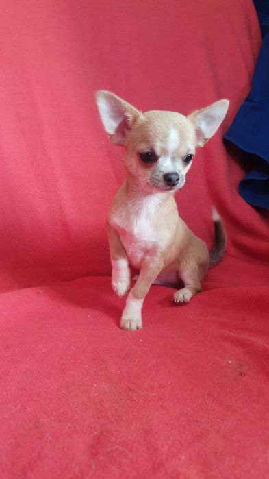 Мальчик для любви