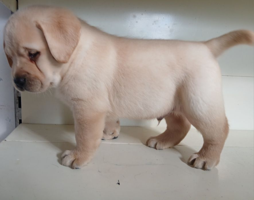 Labrador Retriever macho creme