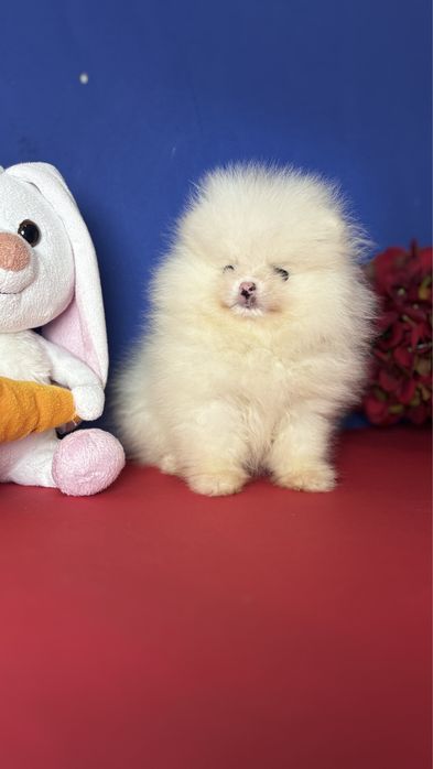 Білоснічка красуня міні