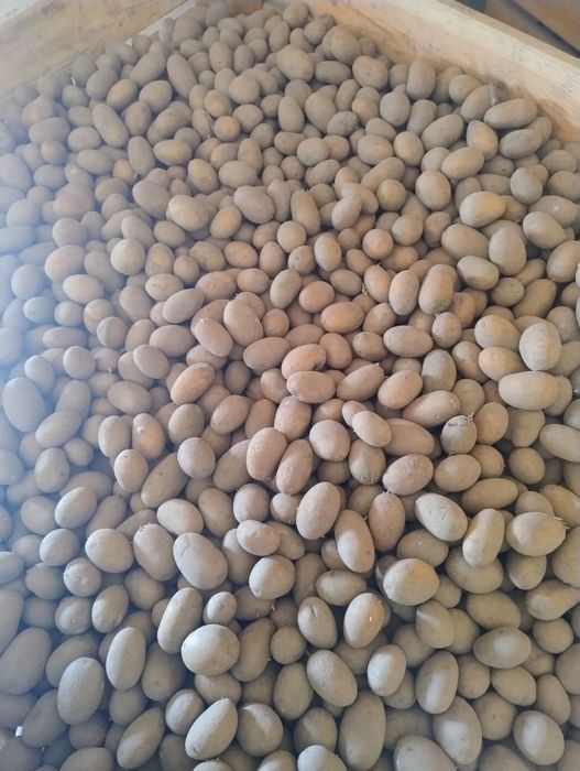 Ziemniaki Queen Anne (Królowa Anna) sadzeniaki kaliber od 3 do 4.53