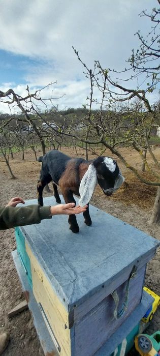 Англо-нубійський цап