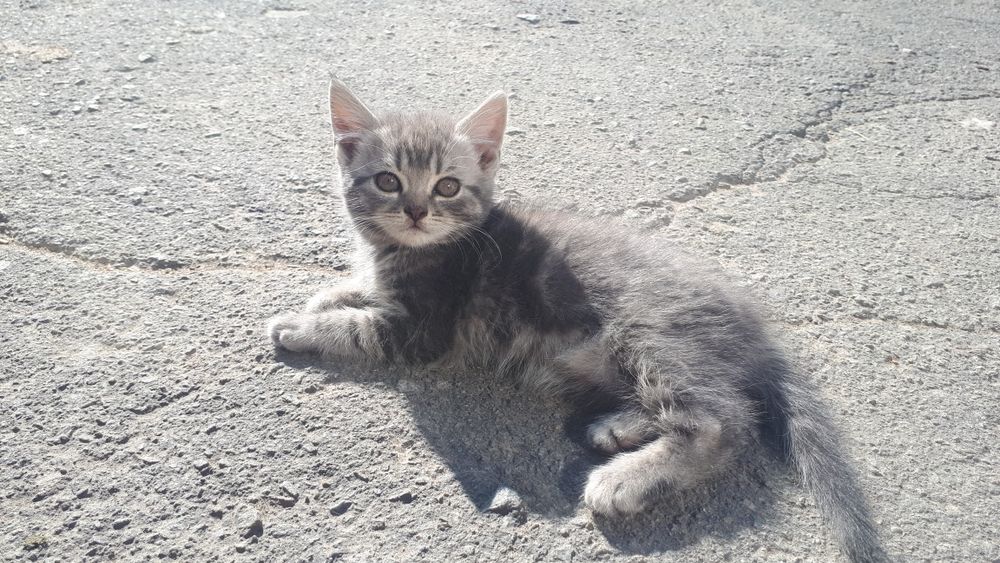 Віддам котиків в добрі руки