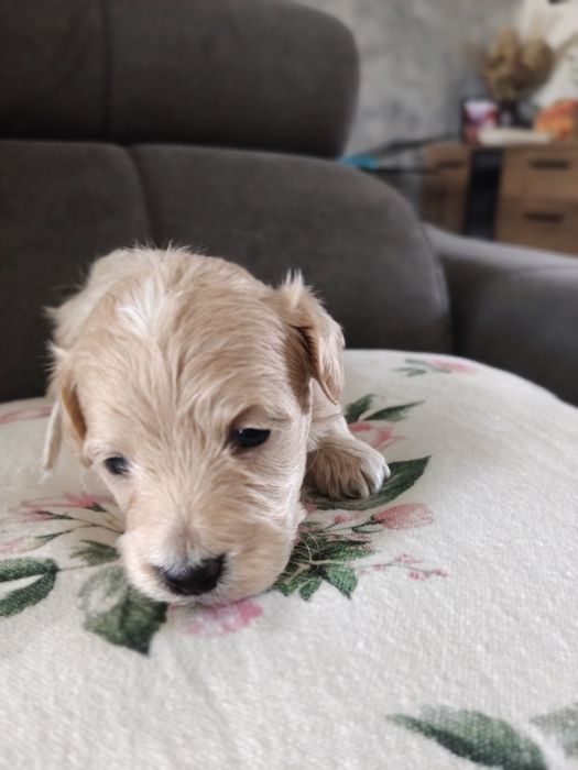 Maltipoo  suczka