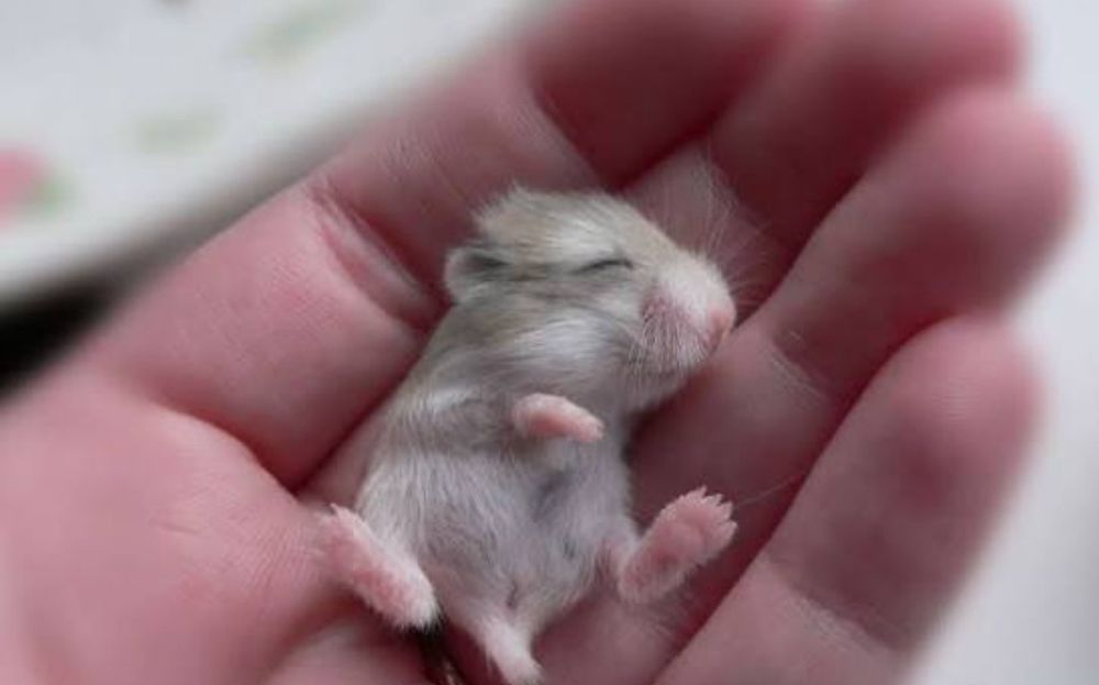 Хом'як.Хомяк.Хомячки.Терміново !!