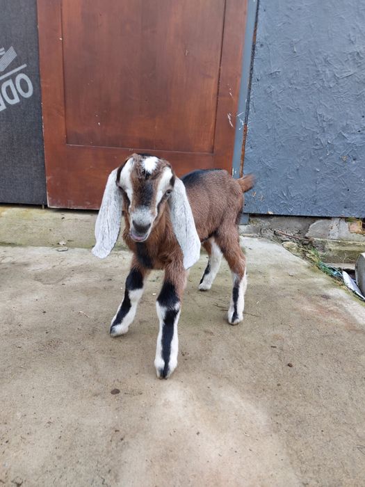 Козлик 100% англонубиец