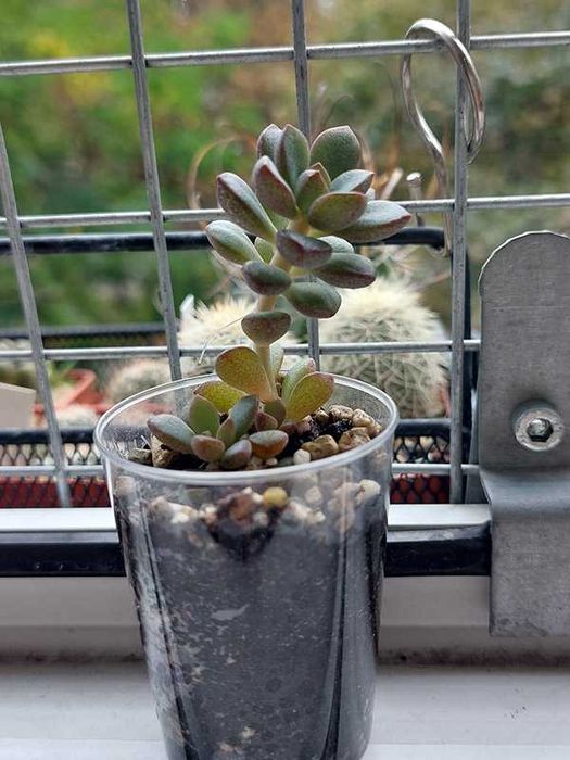 Сукулент, граптоверія. Graptoveria "Purple Dream"