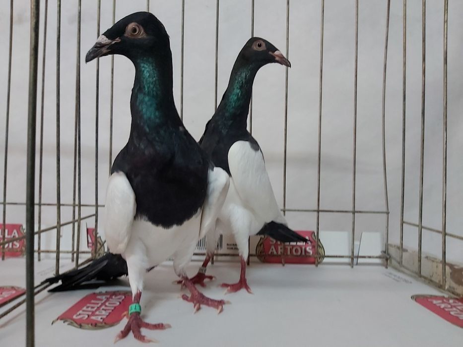 Gołębie Murzyny Polskie