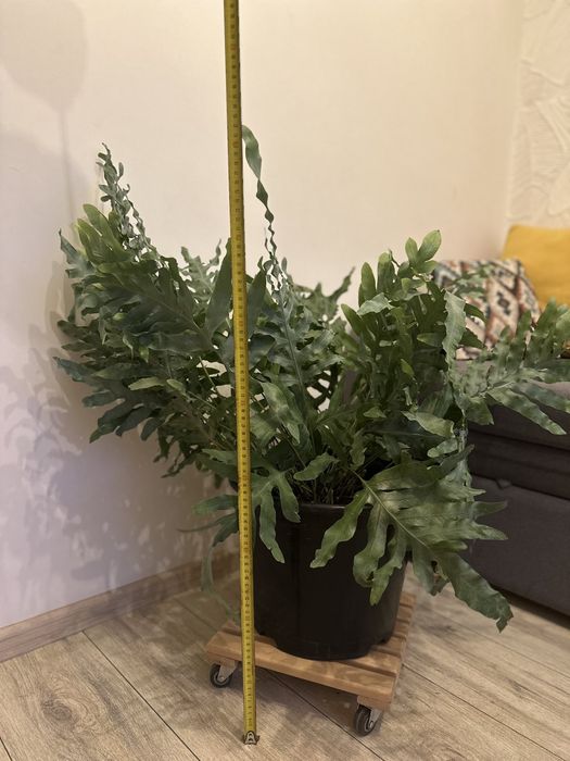 Продам великий напольний вазон папороть