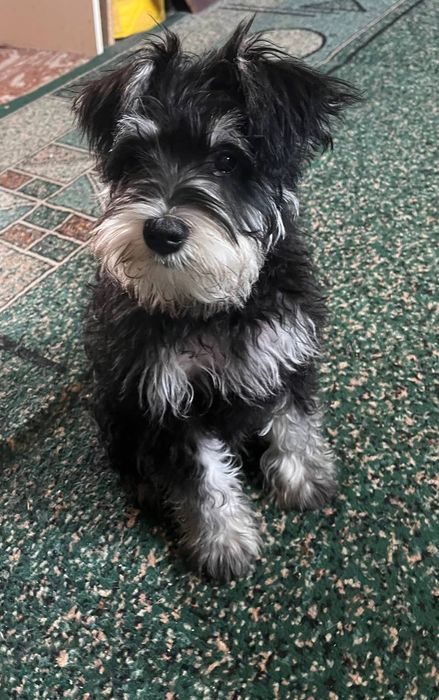 Продам цуценята цвергшнауцера