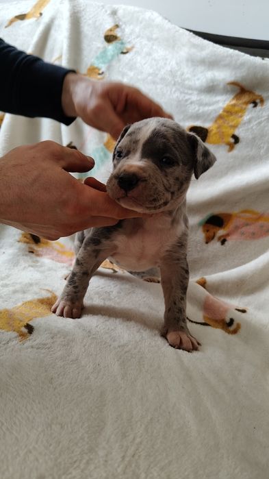 American Bully xl - samiec  merle