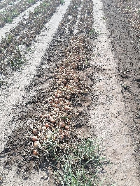 Cebula worek 10 kilo wysyłka inpost prosto od rolnika wysyłka inpost