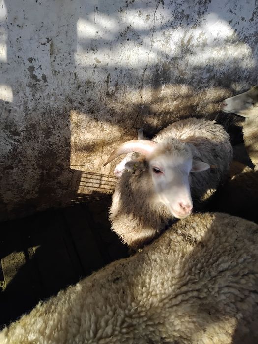 Vende--se  borrego com 7 meses