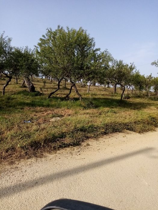 Terreno rústico em sequeiros Moncorvo