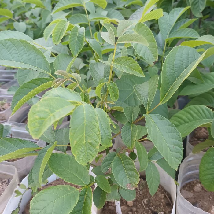 Nogueiras de excelente produção