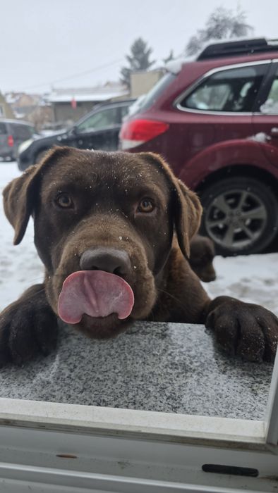 Labrador retriever piesek piesek 2 lata z rodowodem rodowód masywny