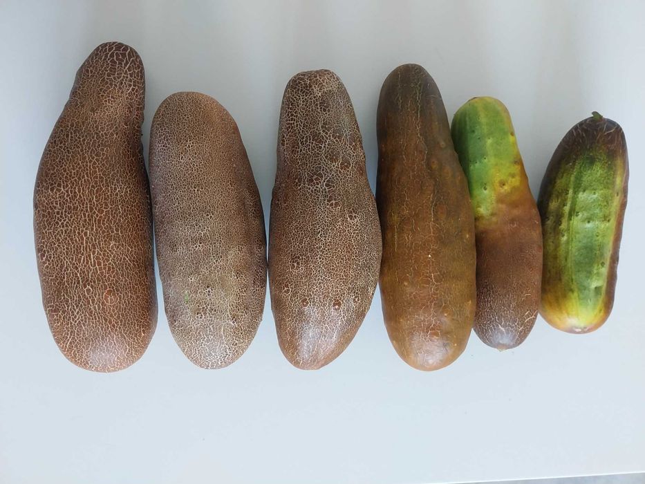 Ogórek brązowy ukraiński 25 szt nasion