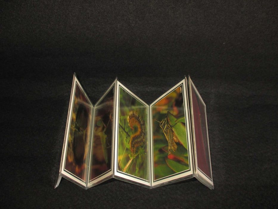 Bilhete Postal Natureza Insectos 1989 Postais