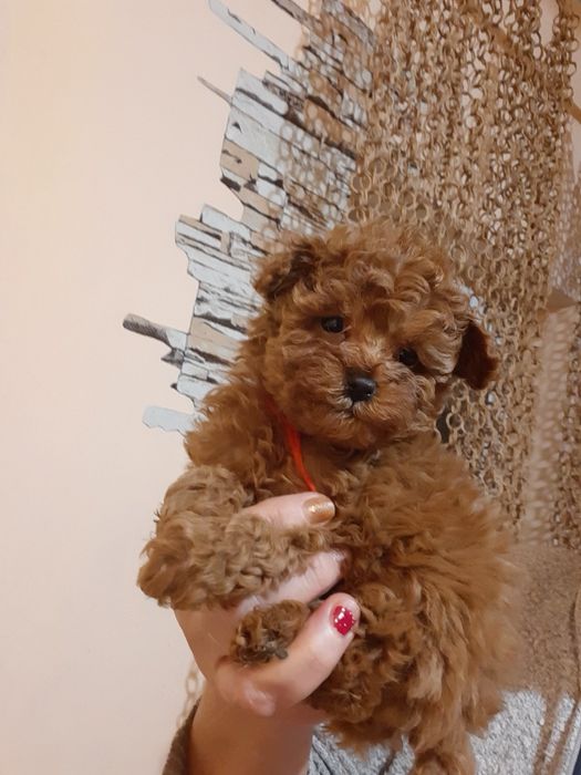 Той пудель щенки Ред и Ред Браун карамель