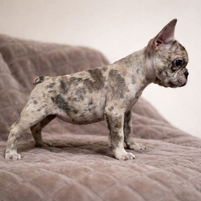 Девочка французского бульдога