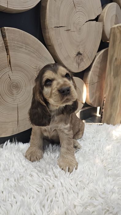 Cocker Spaniel Angielski