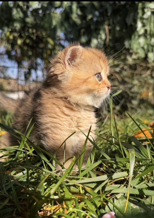 котята кошенята котики