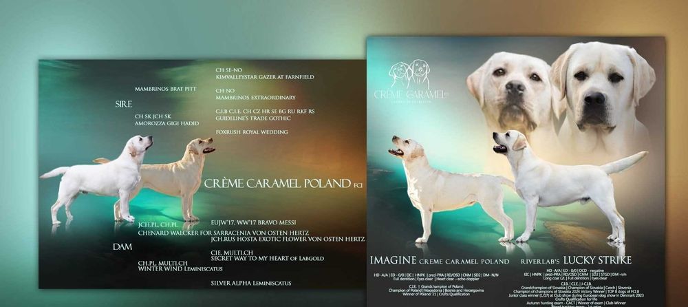 Biszkoptowa suczka labrador rodowód ZkWP FCI przebadana! dogoterapia!