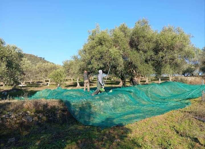 venda de azeite caseiro Trás os montes Carrazeda de Ansiães