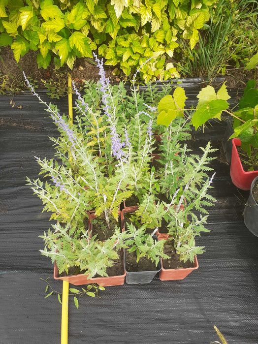 jeżówki, liatrie, trytoma, perowskia, rudbekia