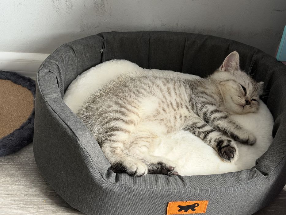 Продам шотланське кошеня