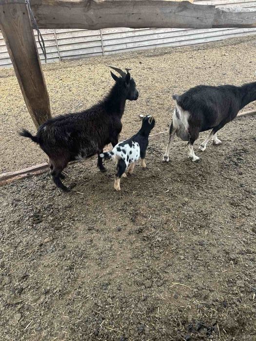 Камерунский козы карлики гномы