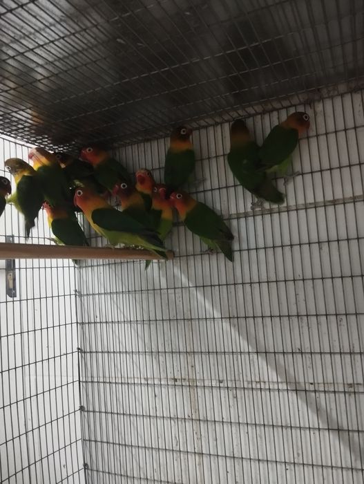 Agapórnis fichers
