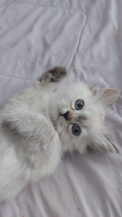 Котенятка Регдол Ragdoll