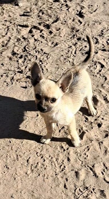 Щенки Чихуахуа Девочки