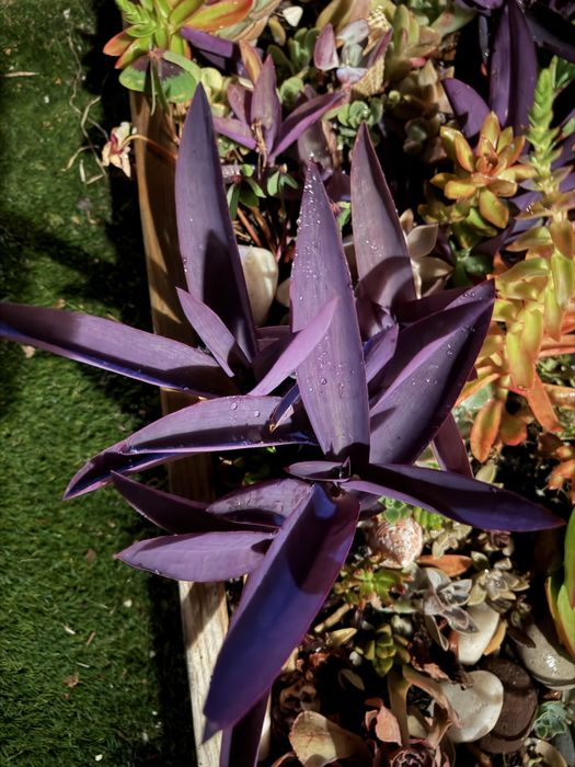 Planta tradescantia roxa