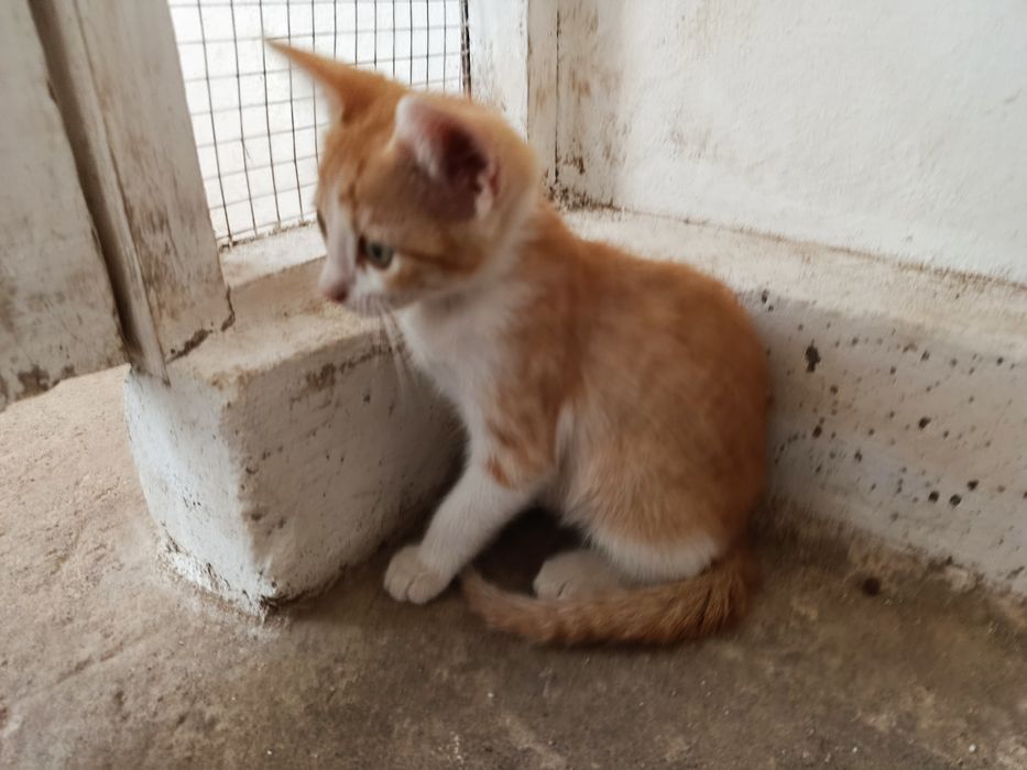 Gatinha bebé para adoção