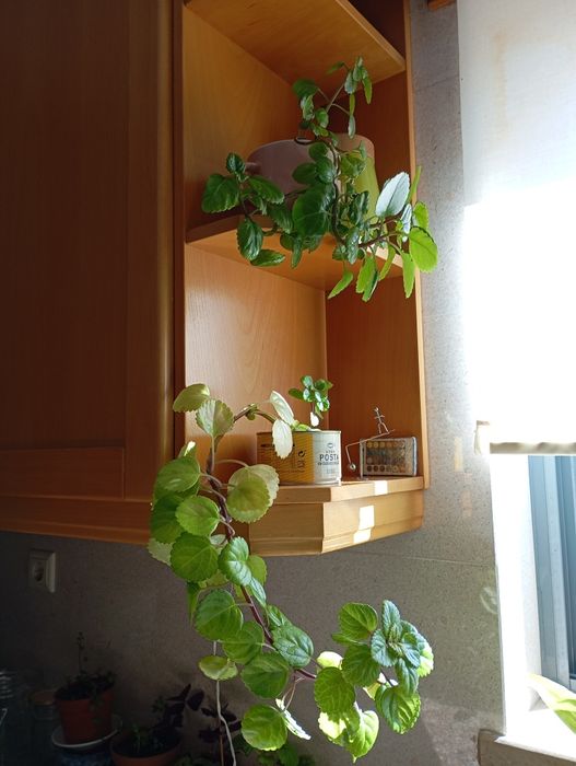 Planta do dinheiro (ou Planta dólar)  (ou Hera Sueca)