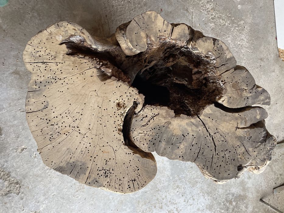 Tronco de figueira + de 300 anos